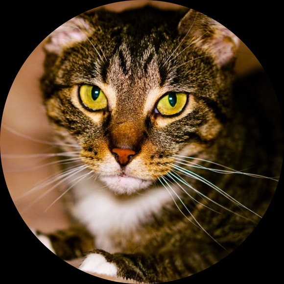 kitty101767